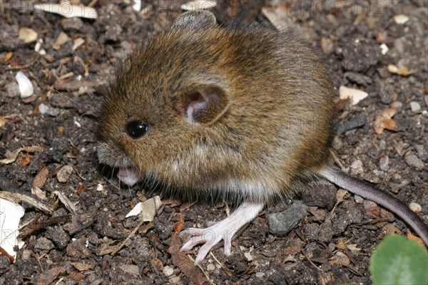 Wood mouse