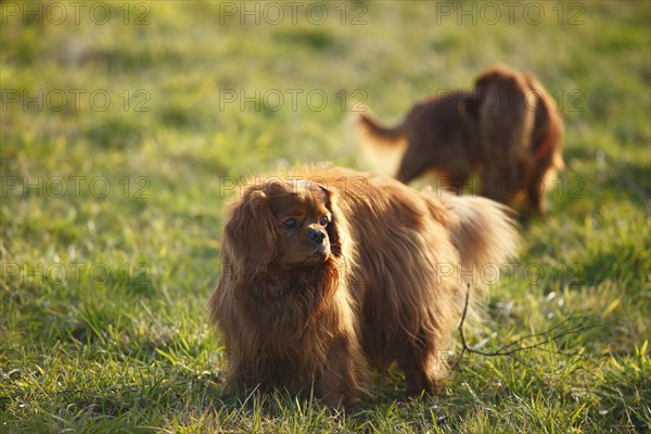 Cavalier King Charles Spaniel