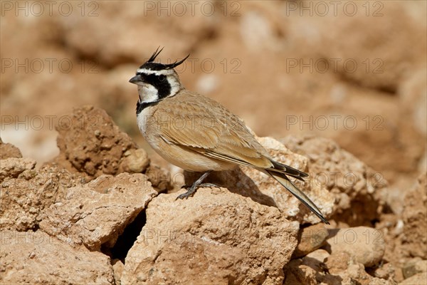 Temminck's lark