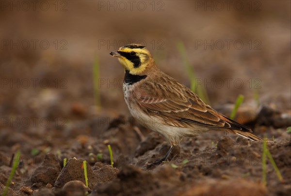 Shore Lark