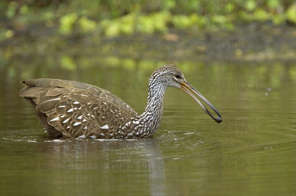 Limpkin