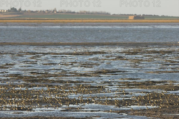 European golden plover