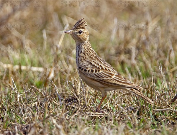 Oriental oriental skylark