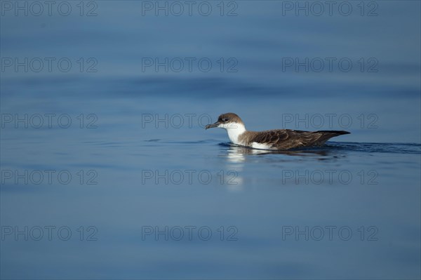 Great Shearwater