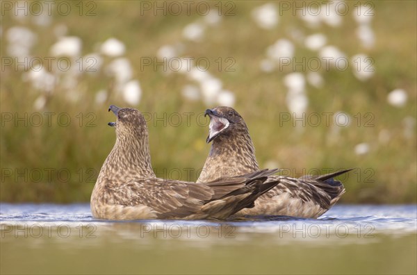 Great Skua