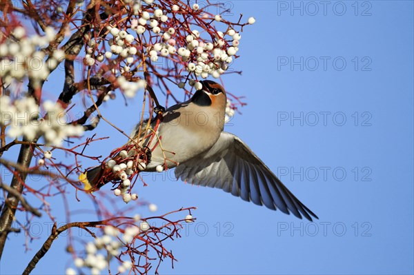 Bohemian Waxwing adult