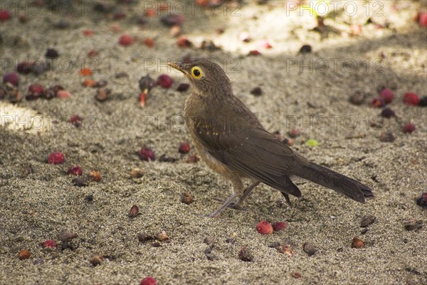 Brilliant Thrush