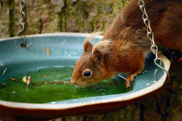 Eurasian red squirrel