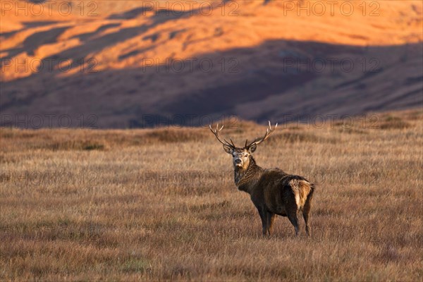 Red deer