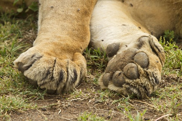 Masai Lion