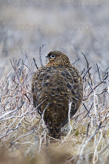 Scottish Grouse