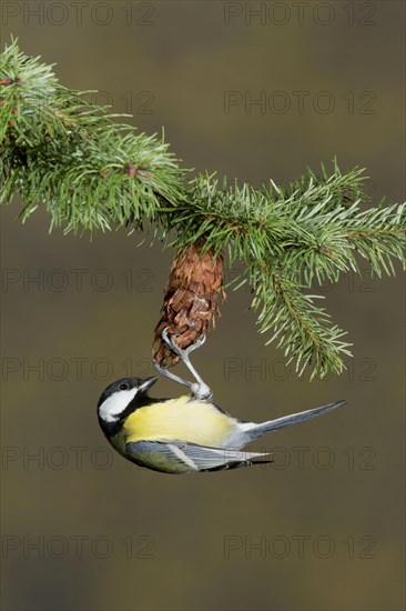 Great Tit