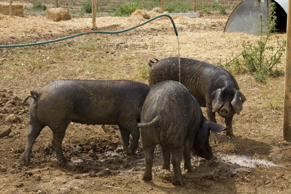 Big black pigs drinking from hose pipe