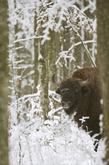 European bison