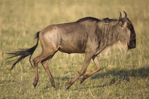 Western blue wildebeest