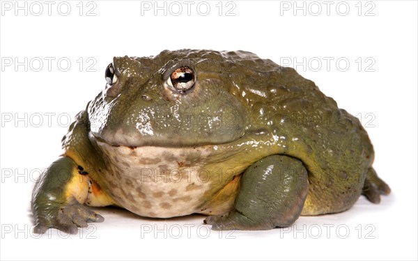 Rana adspersan Bullfrog Bullfrog Grave Frogs