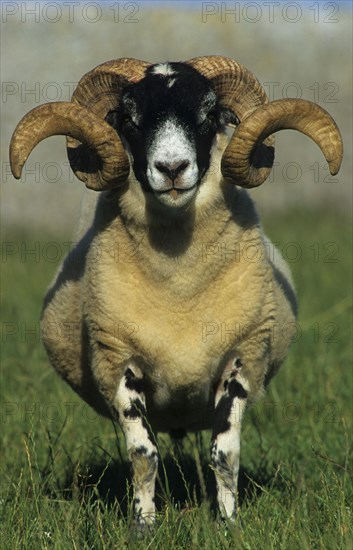 Black-faced Sheep