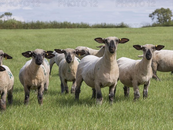 Domestic Sheep