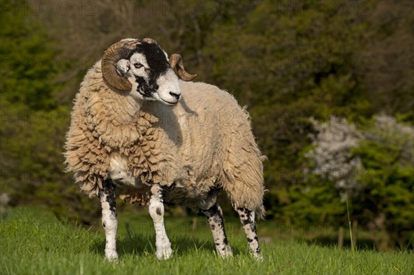 Domestic Sheep