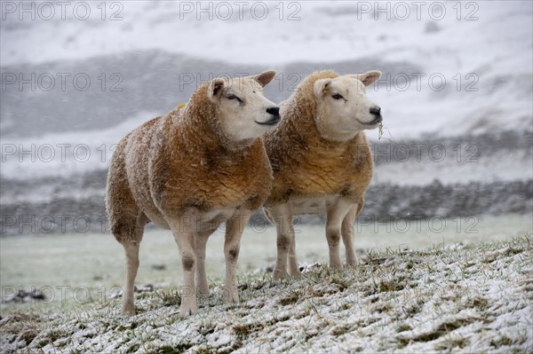 Domestic sheep