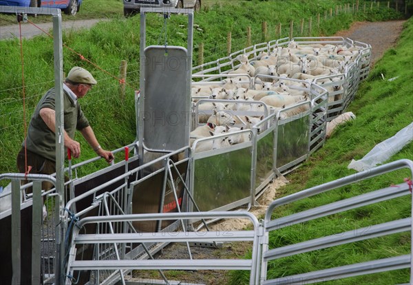 Sheep farm