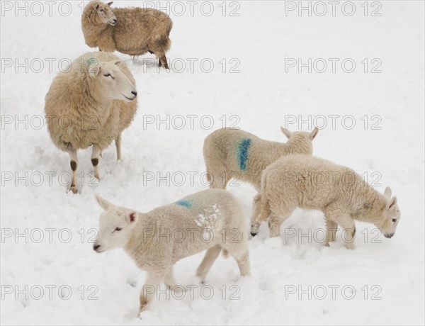 Domestic sheep