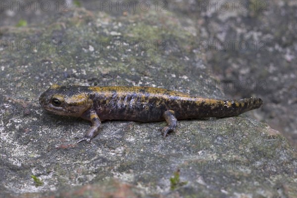 Fire salamander