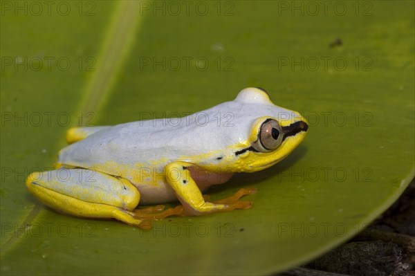 (Heterixalus madagascariensis), This treefrog changes colour from blueish during the day to yellowish brown at night