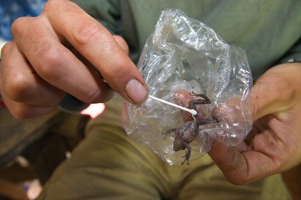 Herpetologist who abdominal swabbed the Neotropical frog