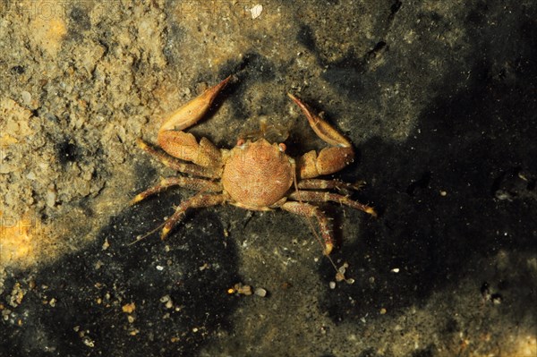 Porcelain Crab