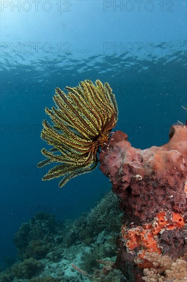 Feather star