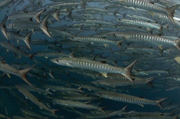 Darkfin Barracuda