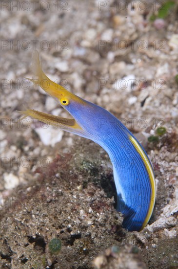 Nose moray eel