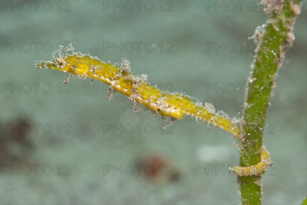 Pygmy pipefish