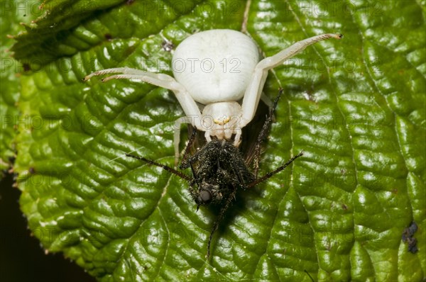 Goldenrod Crab Spider