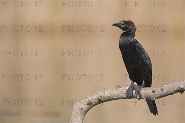 Pygmy Cormorant