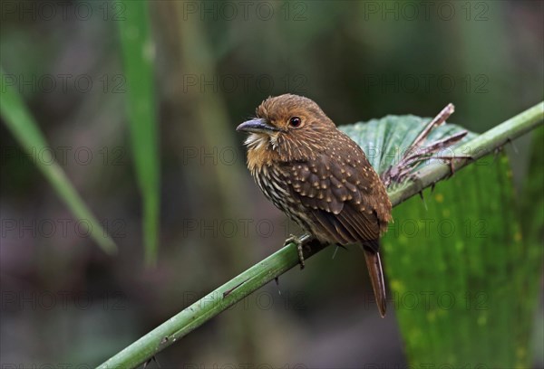 White-whiskered Puffbird