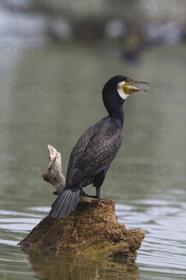 Adult cormorant in breeding plumage