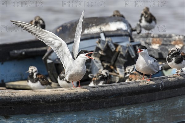 Common Tern with wings raised and turning stones on a boat. Brancaster