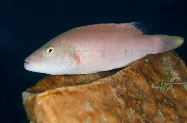 Cheek-lined wrasse