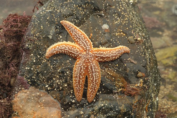 Asterias vulgaris