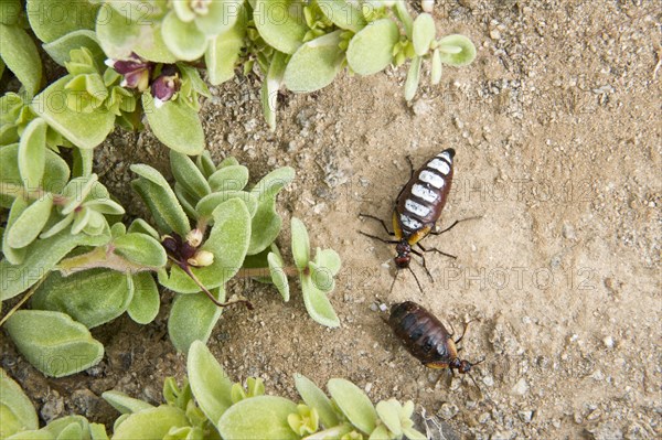 Blister beetle