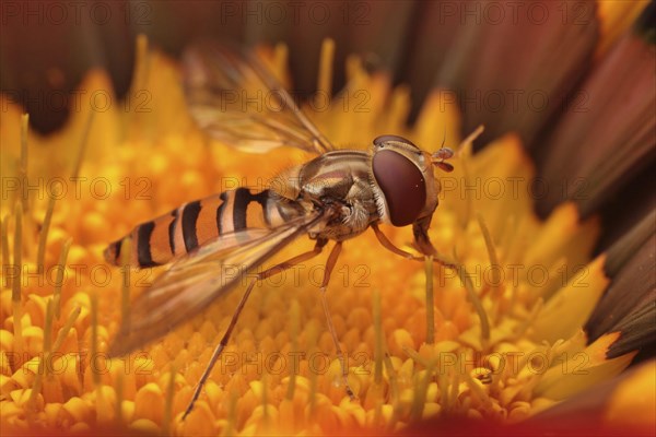 Grove hoverfly