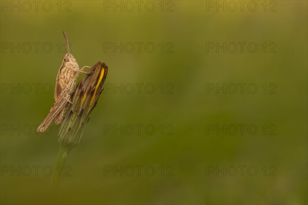 Common Field Grasshopper