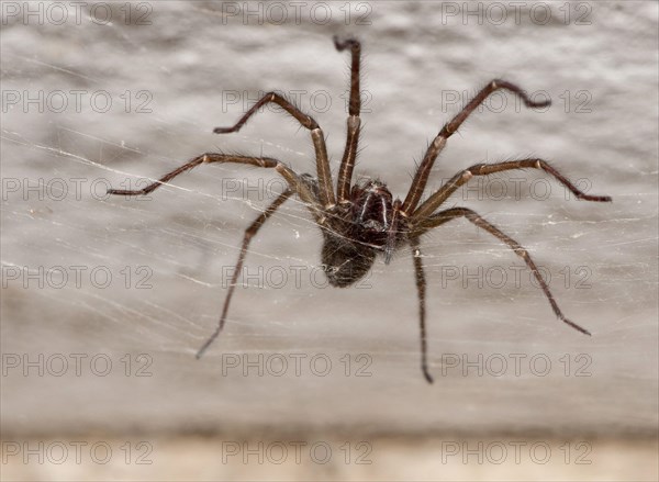 Common House Spider