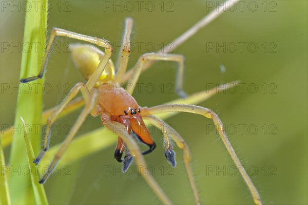 Yellow sac spider