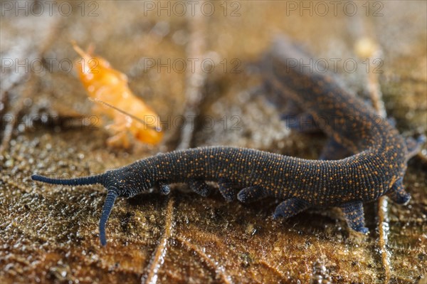 New Zealand velvet worm