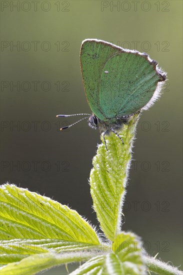 Green Hairstreak