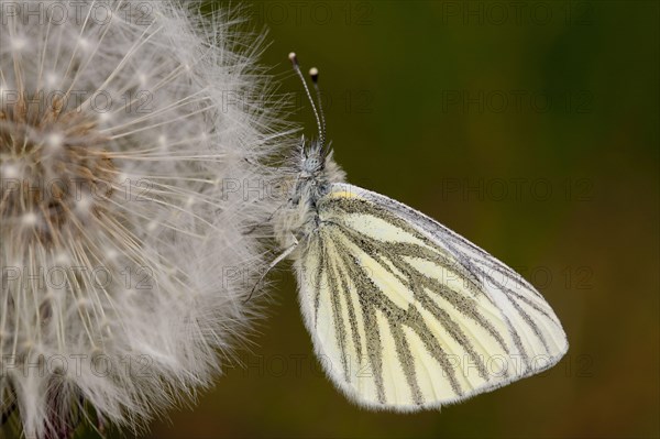 Green-veined White