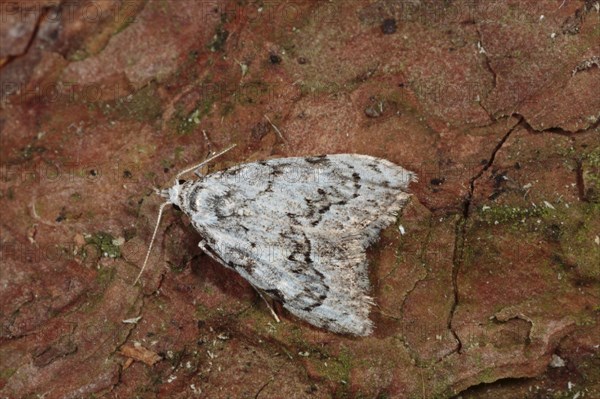 Least Black Arches